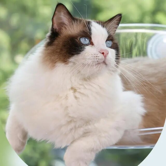 Cat Furniture Wall Shelf Mount Transparent Hammock Wall Cat Bed Kitten Furniture for Sleeping with Suction Cup Cat Sleeping Bed - Image 2