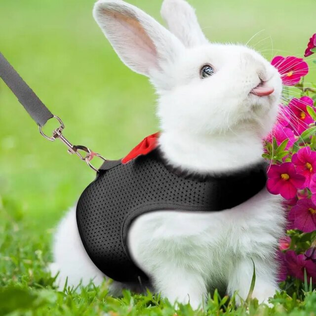 Rabbit Leashes Breathable Mesh Rabbit Outfit For Bunny Vest Harness And Leashes Escape Proof Lightweight Bunny Harness Set For - Image 5