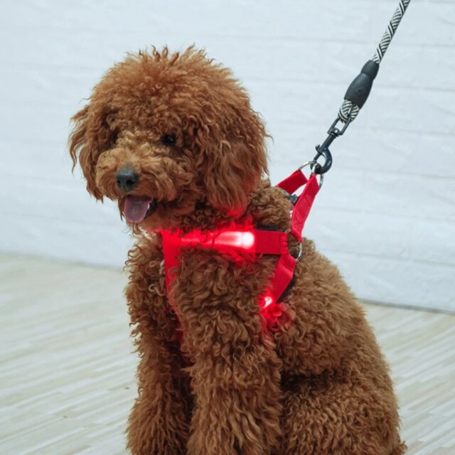 Stylish LED Electronic Pet Harness - Fashionable Glowing Vest and Flashing Light Pet Leash - Durable Nylon Dog Accessories - Inn - Image 2