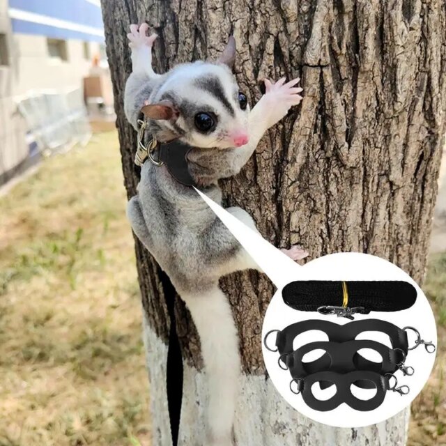 Sugar Glider Training Rope Guinea Pig Walking Rope Sugar Glider Harness And Rope Set Pet Traction Rope For Squirrel, Hamster - Image 2