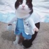 Pet Halloween Costume Funny Dog Cat Doctor Costume Pet Doctor Clothing Funny Cosplay Clothes Dress Apparel Outfit Uniform - Image 2